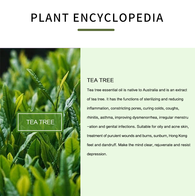 100% czysty olejek eteryczny z – Tea Tree Spot Treatment recenzja i cena